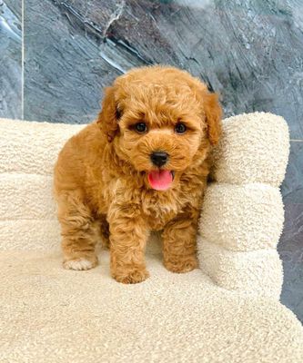 Chó Poodle Kem Đã tiêm phòng