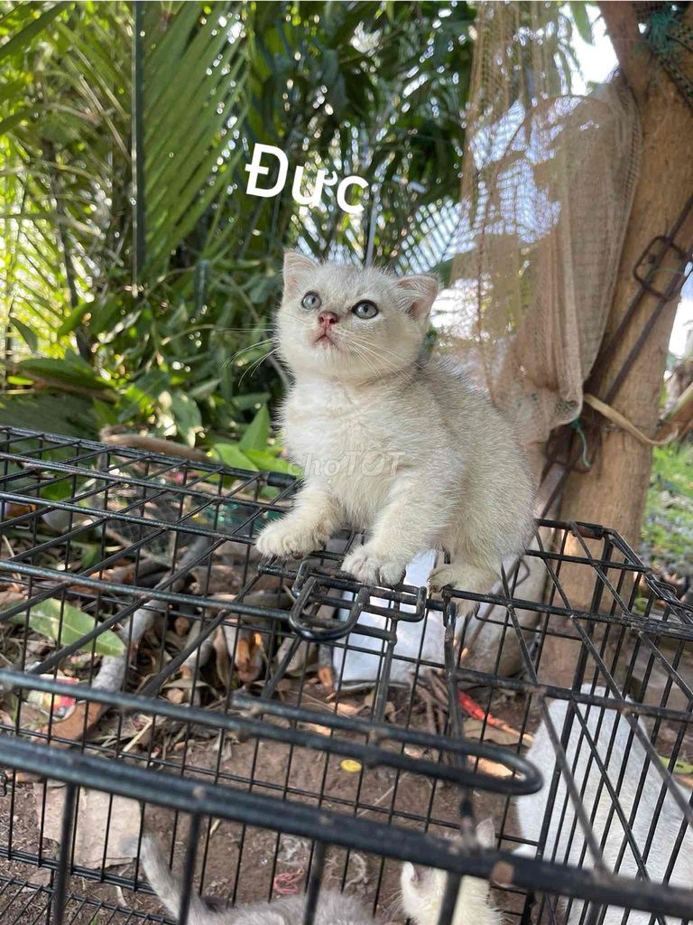 Mèo con Trắng Đực Đã xổ giun. Mua bán Mèo tại Huyện Thạnh Phú Bến Tre được đăng bởi Bao ni truong  hình 1