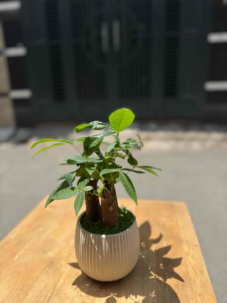 Cây cảnh Kim Ngân Mini. Mua bán Cây cảnh, đồ trang trí tại Quận Gò Vấp Tp Hồ Chí Minh được đăng bởi Phạm Duy hình 1