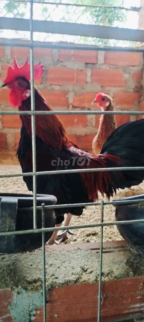 mồi trống mái k chơi nữa thanh lý. Mua bán Gà tại Huyện Phù Mỹ Bình Định được đăng bởi bảo bình định  hình 1