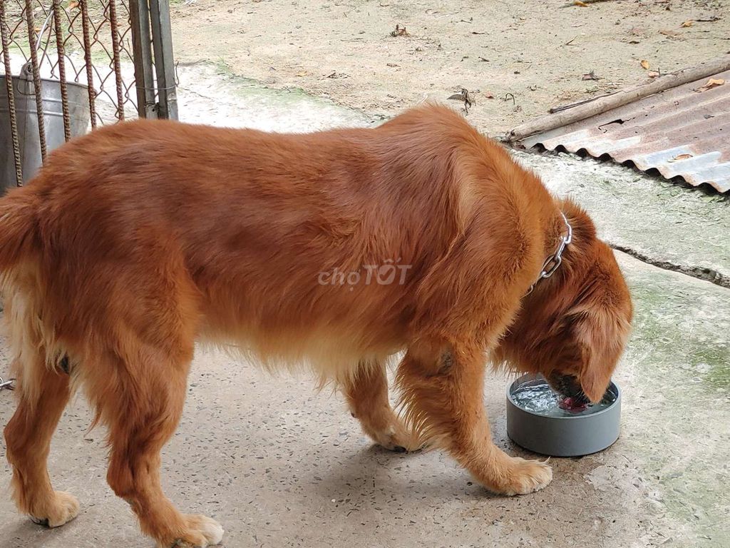 Chó Golden Retriever đực. Mua bán Chó tại Thành phố Vũng Tàu Bà Rịa - Vũng Tàu được đăng bởi Nhân Rottweiler  hình 2