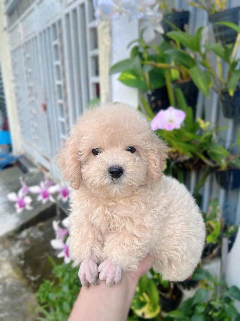 Chó Poodle Kem thân thiện 2 tháng tuổi. Mua bán Chó tại Quận Cái Răng Cần Thơ được đăng bởi Shop Pet hình 1