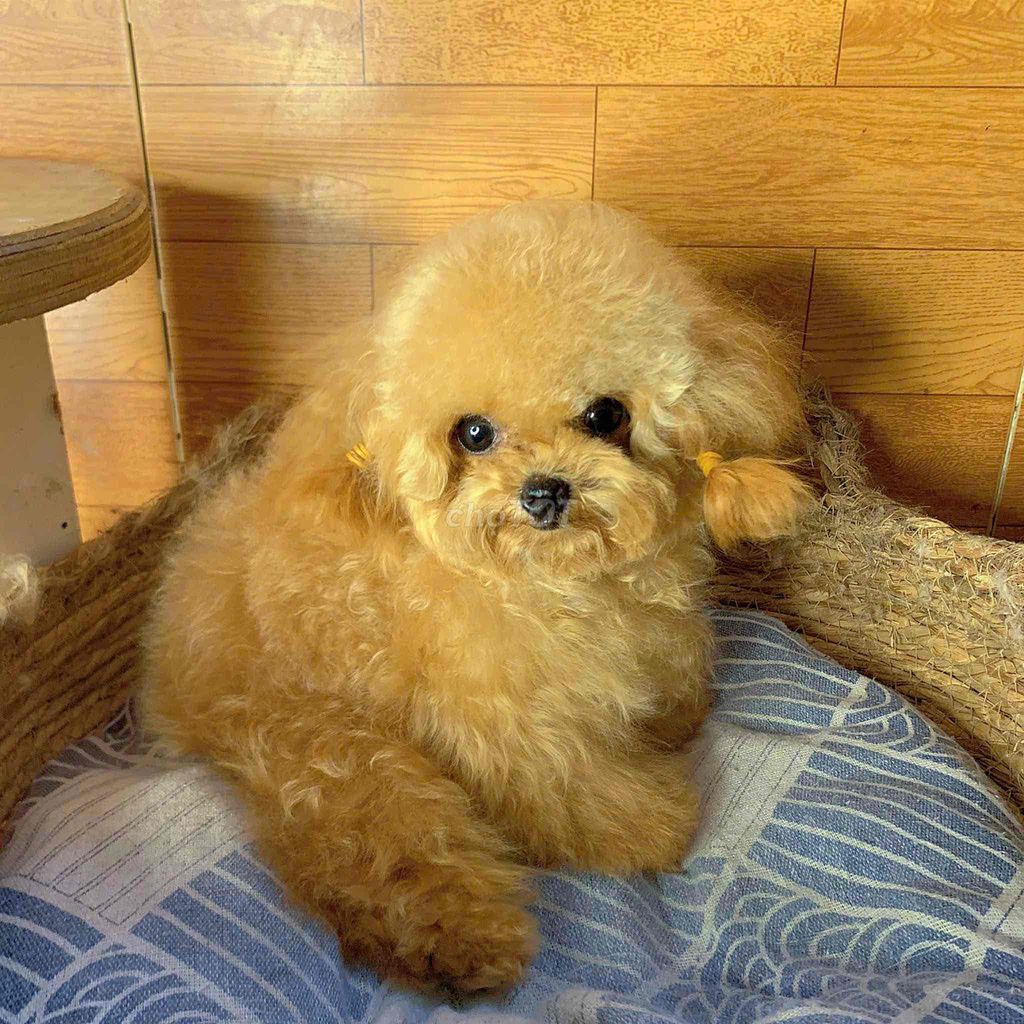 Chó Poodle Dòng Super Mirro Teacup Cái Tơ Siêu Nhỏ. Mua bán Chó tại Quận Gò Vấp Tp Hồ Chí Minh được đăng bởi Xe tự lái hình 1