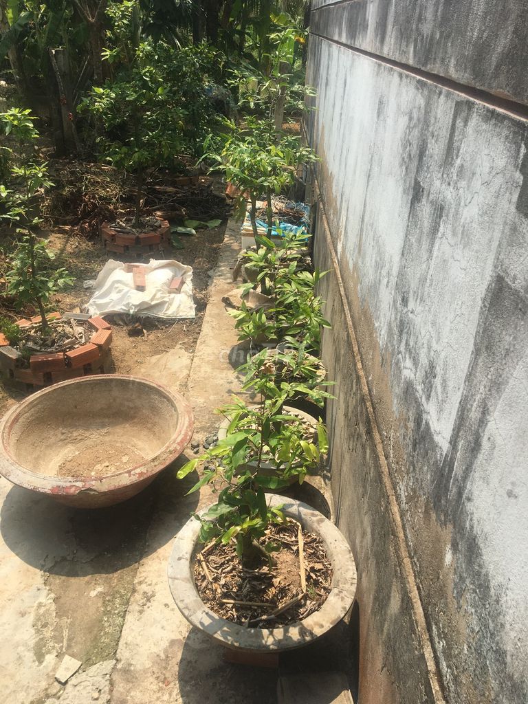 Mai vàng 6 gốc đã vô chậu > 10cm. Mua bán Cây cảnh, đồ trang trí tại Huyện Châu Thành Bến Tre được đăng bởi Tuấn Anh hình 1