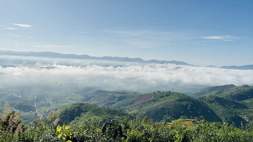 ĐẤT ĐỈNH ĐỒI LÁ ĐỎ VIEW SĂN MÂY NÚI ĐẠI BÌNH BẢO LỘC