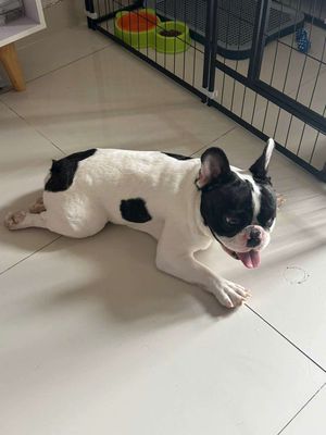 Chó Bull Pháp đực 12 tháng