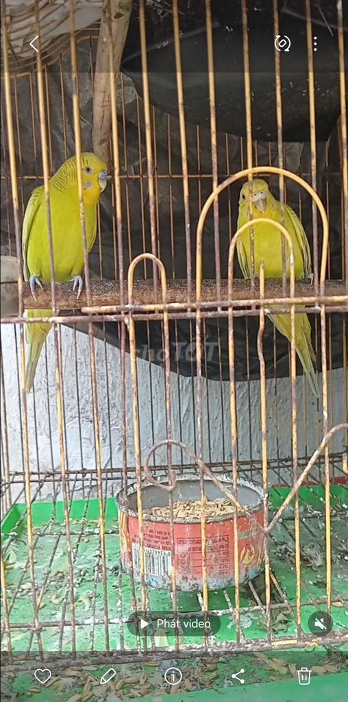 Chim yến phụng Vàng. Mua bán Chim tại Huyện Hóc Môn Tp Hồ Chí Minh được đăng bởi Như Lê hình 1