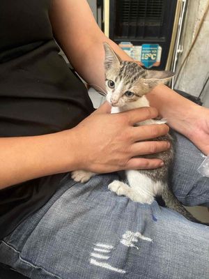 cho mèo ko bán. Mua bán Mèo tại Quận Tân Phú Tp Hồ Chí Minh được đăng bởi thương