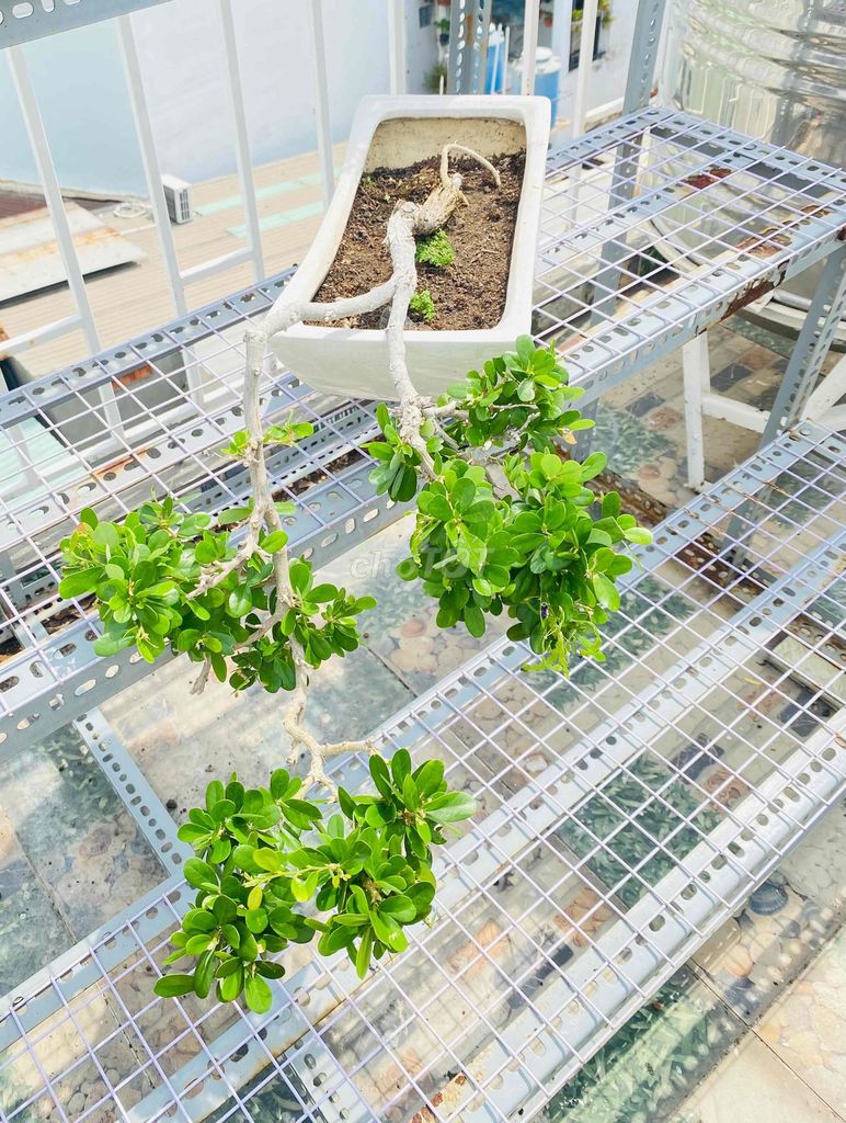 Bonsai Sam Núi Tím, Thác Chảy 3 Tầng. Mua bán Cây cảnh, đồ trang trí tại Quận Tân Phú Tp Hồ Chí Minh được đăng bởi Nguyễn Hoàng hình 1