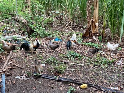tre tân châu. Mua bán Gà tại Huyện Ninh Phước Ninh Thuận được đăng bởi Dương ngữ