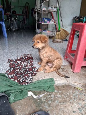 Bé cõ long xù. Mua bán Chó tại Thành phố Tân An Long An được đăng bởi a tèo