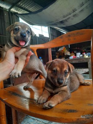 Becgje lai phú quốc khôn lanh,canh nhà giỏi. Mua bán Chó tại Huyện Bình Chánh Tp Hồ Chí Minh được đăng bởi MI SA
