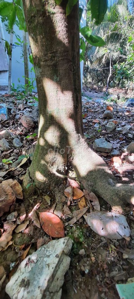 Mai vàng 50cm Quới Sơn. Mua bán Cây cảnh, đồ trang trí tại Huyện Châu Thành Bến Tre được đăng bởi nguyen tan hình 1