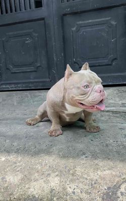 chó Bully exotic