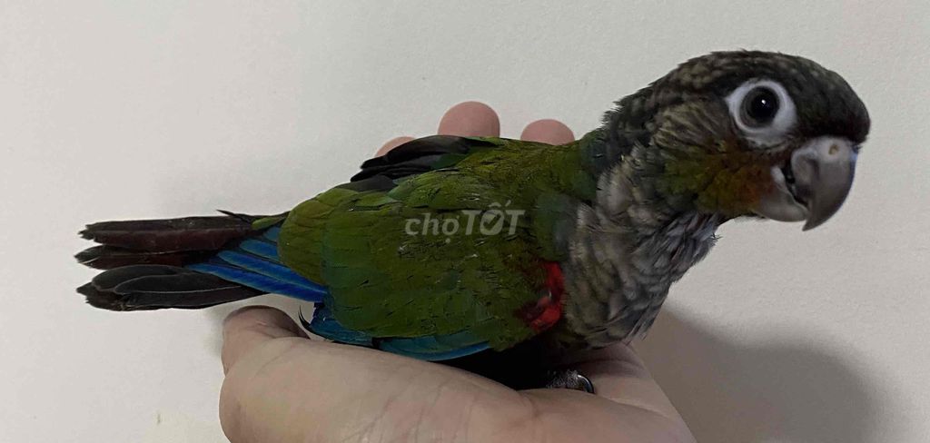 Bé vẹt crimson baby rất ngoan màu đỏ đẹp. Mua bán Chim tại Quận Phú Nhuận Tp Hồ Chí Minh được đăng bởi Huy hình 1