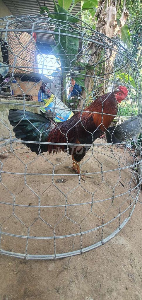 vàng 3kg2. Mua bán Gà tại Huyện Lai Vung Đồng Tháp được đăng bởi gà con  hình 1