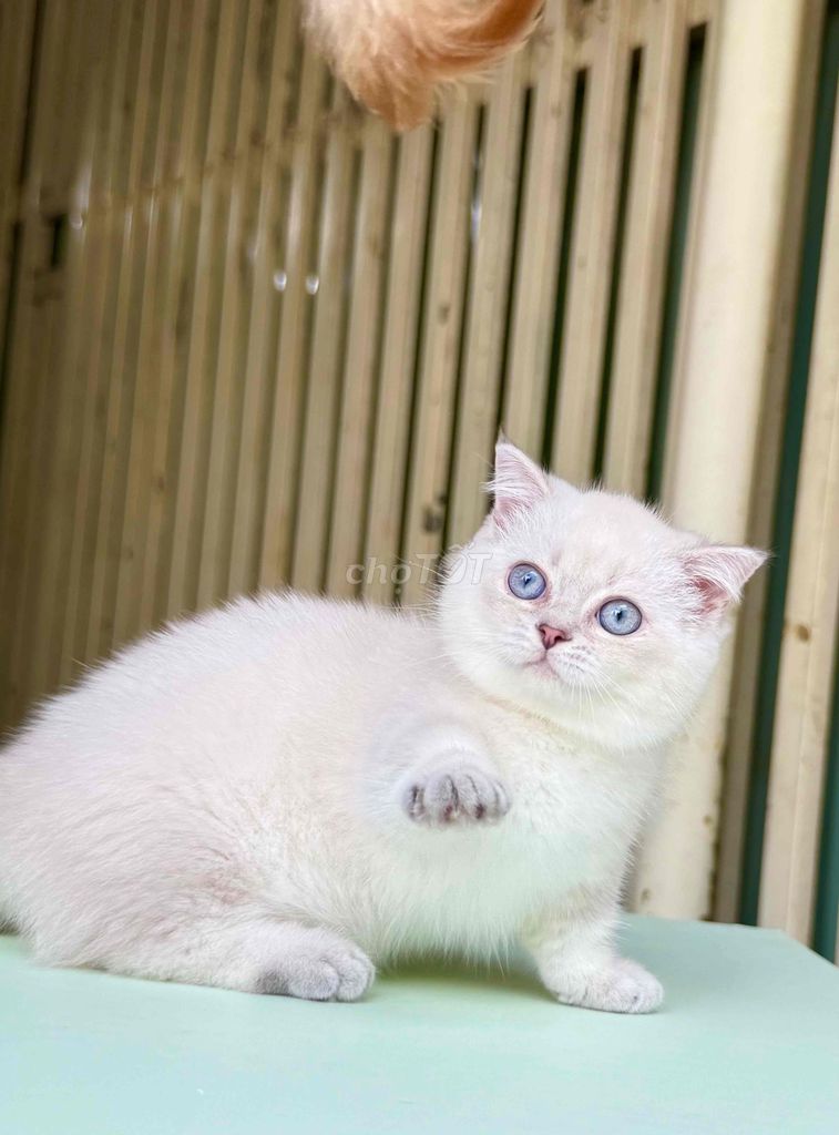 Mèo munchkin fold, màu point. Mua bán Mèo tại Thành phố Pleiku Gia Lai được đăng bởi hân hình 1