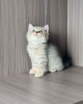 Mèo Anh Bình Dương Nhà Trồng Cá Tốt. Mua bán Mèo tại Thành phố Thuận An Bình Dương được đăng bởi Tiệm Mèo Nhà Mon