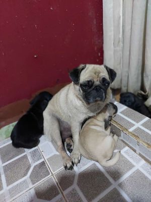 Chó bug. Mua bán Chó tại Thành phố Biên Hòa Đồng Nai được đăng bởi tuấn 