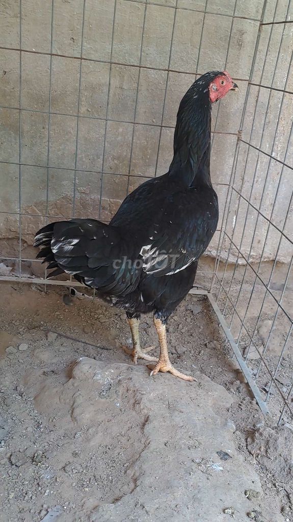 que bông 2k3. Mua bán Gà tại Thị xã Bến Cát Bình Dương được đăng bởi điền nguyễn  hình 1