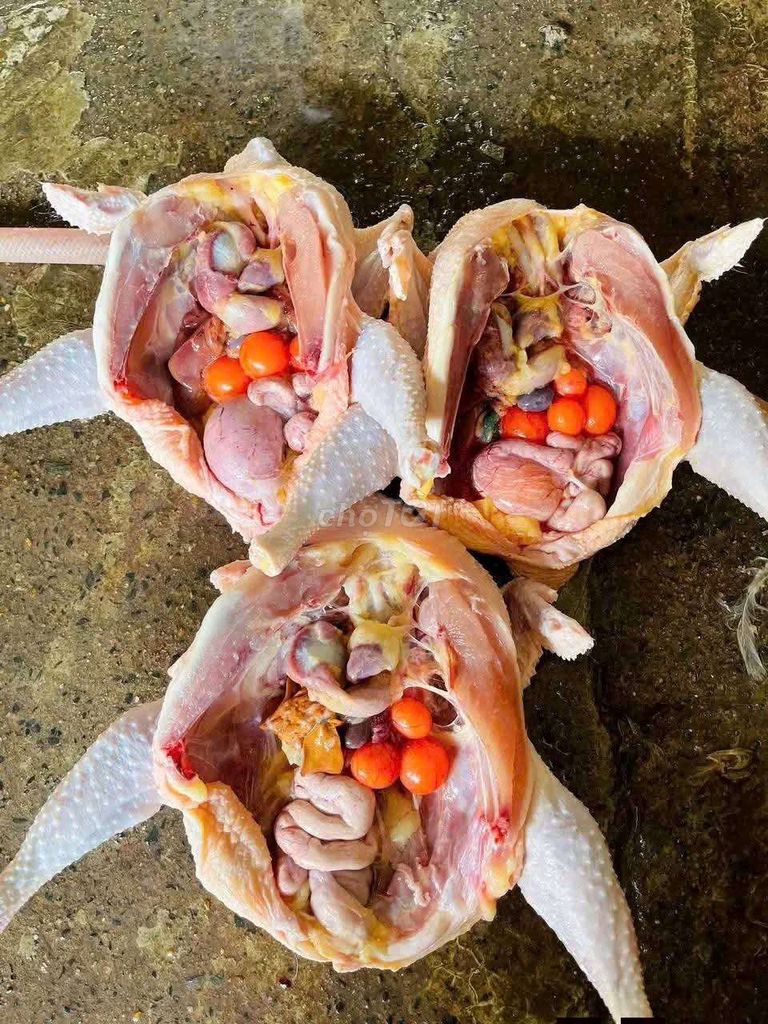 Gà mái 1.3kg ôm trứng. Mua bán Gà tại Quận Liên Chiểu Đà Nẵng được đăng bởi Sương Lê hình 1