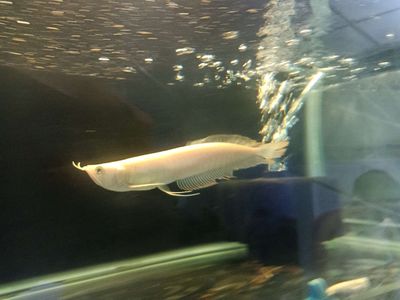 Cá Rồng ( Ngân Long Abino) 18_19 cm