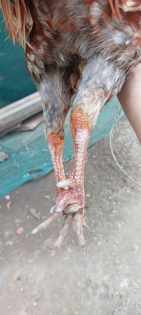 xám bông mã đuồi 2kg7 yếu tay tôt liên giáp. Mua bán Gà tại Thị xã Tân Châu An Giang được đăng bởi Nguyễn Tâm hình 7