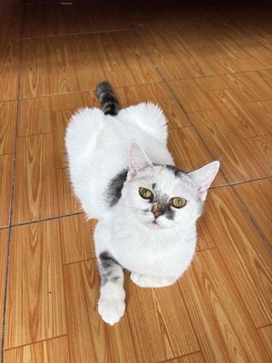 BÉ CÁI MÈO ALN - MẸ SILVER - BA BICOLOR. Mua bán Mèo tại Quận Bình Tân Tp Hồ Chí Minh được đăng bởi Phương Anh