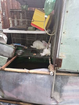 Tho thit ngon. Mua bán Thú cưng khác tại Quận 12 Tp Hồ Chí Minh được đăng bởi hiếu pham