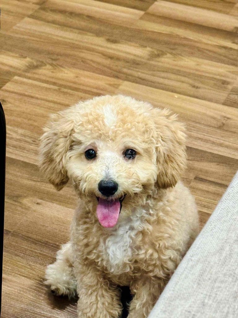Chó Poodle màu vàng, đốm trắng ở đầu 10 tháng tuôi. Mua bán Chó tại Quận Bắc Từ Liêm Hà Nội được đăng bởi Tên chưa cung cấp hình 1