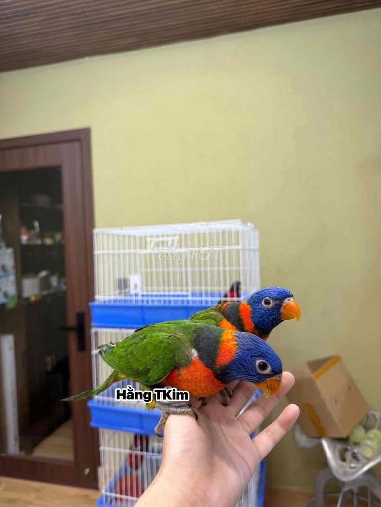 vẹt lory rainbow nói giỏi. Mua bán Chim tại Quận 5 Tp Hồ Chí Minh được đăng bởi trần kim hằng hình 1