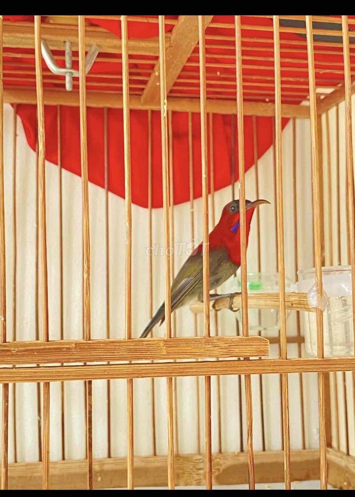 full bộ xác phá0. Mua bán Chim tại Quận 12 Tp Hồ Chí Minh được đăng bởi Triển hình 1