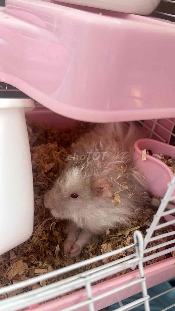 Chuột Hamster như hình