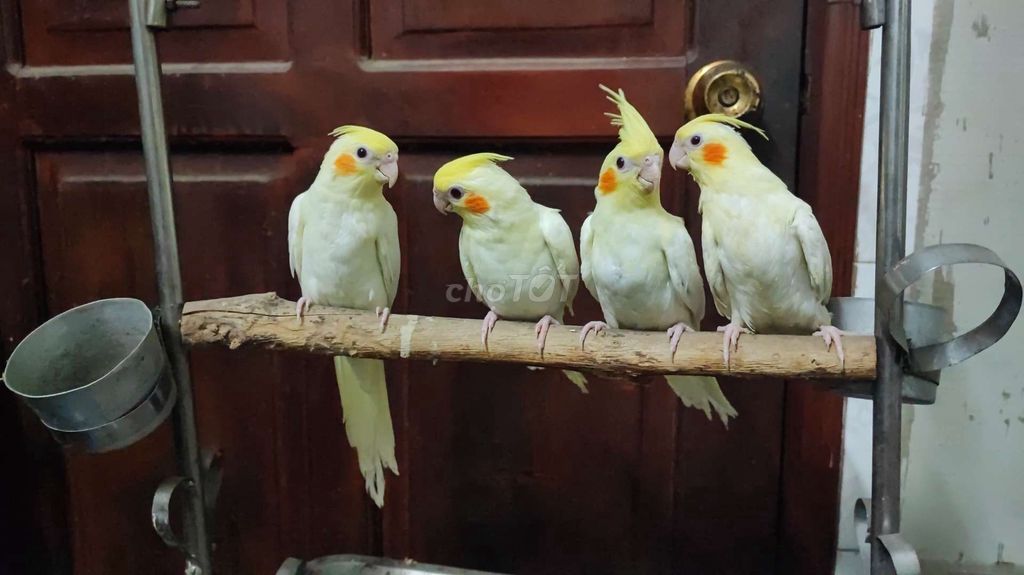 Cockatiel  lutino non chơi được không cắn