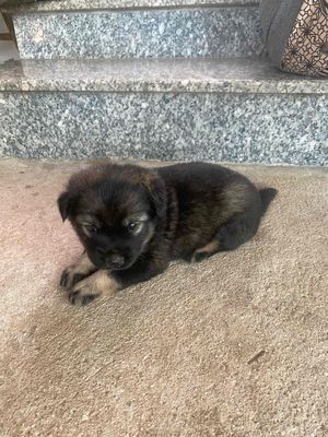 Chó con Đen nâu Con non