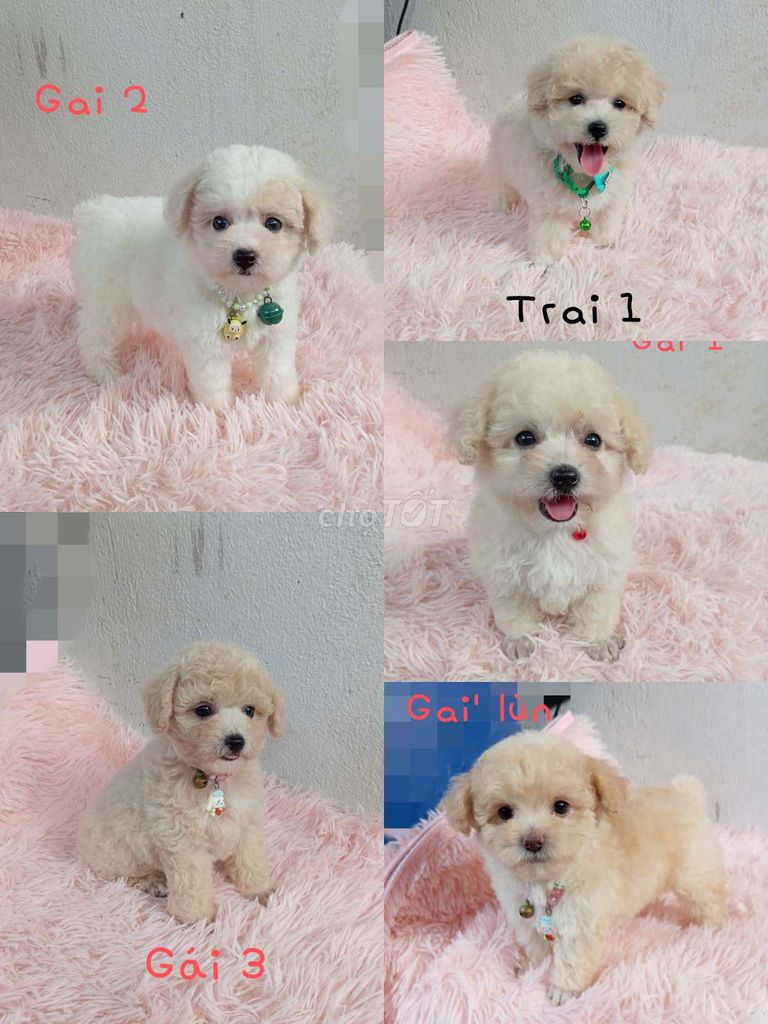 Poodle thuần chủng. Mua bán Chó tại Thành phố Dĩ An Bình Dương được đăng bởi Gem hình 1