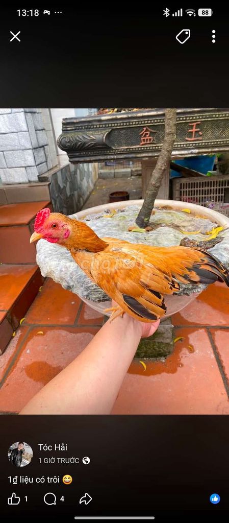 Gà cảnh Nâu vàng. Mua bán Gà tại Huyện Thuận Thành Bắc Ninh được đăng bởi Minh Đoàn hình 1