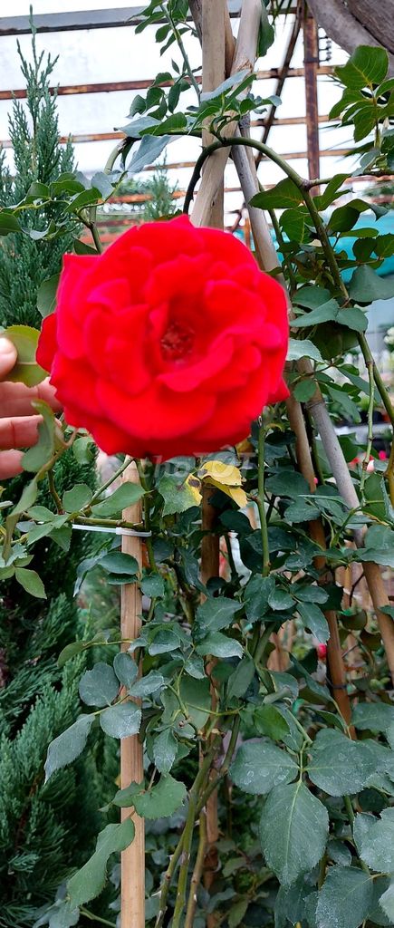 Cây Hoa Hồng bông đỏ to❤️ thật to