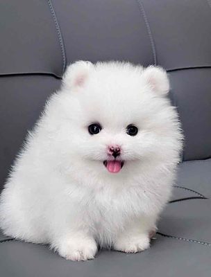 pom thái trắng tuyết. Mua bán Chó tại Quận Bình Tân Tp Hồ Chí Minh được đăng bởi Trang 