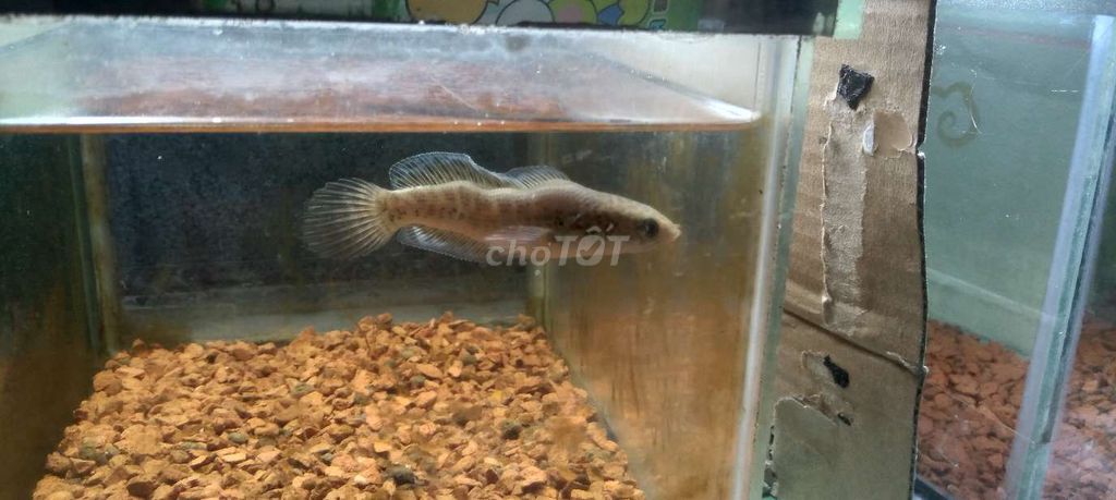 Cá cảnh cái màu Nâu nhạt. Mua bán Thú cưng khác tại Quận 7 Tp Hồ Chí Minh được đăng bởi tân lê nhựt tân  hình 1