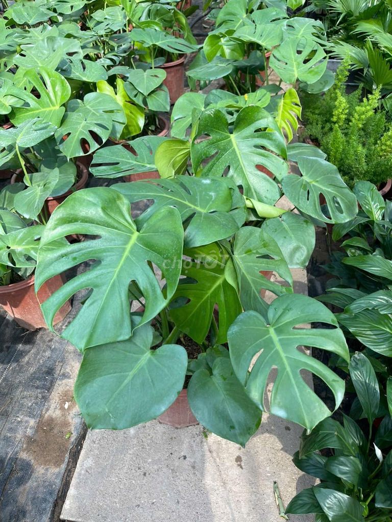 MONSTERA Dell( trầu bà Nam Mỹ) #149k/cây