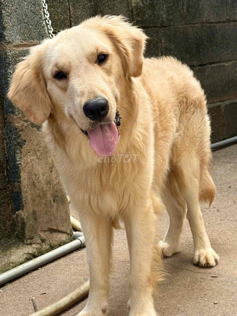 Chó Golden Retriever thông minh, trông nhà giỏi. Mua bán Chó tại Thành phố Dĩ An Bình Dương được đăng bởi Phạm trung hình 1