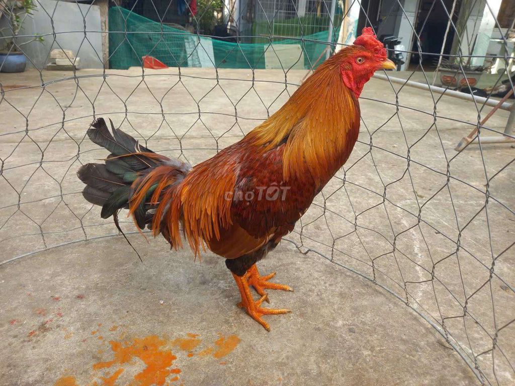 Gà trống Nâu đỏ 2.9kg đực. Mua bán Gà tại Huyện Châu Thành Bến Tre được đăng bởi Huuphat hình 1