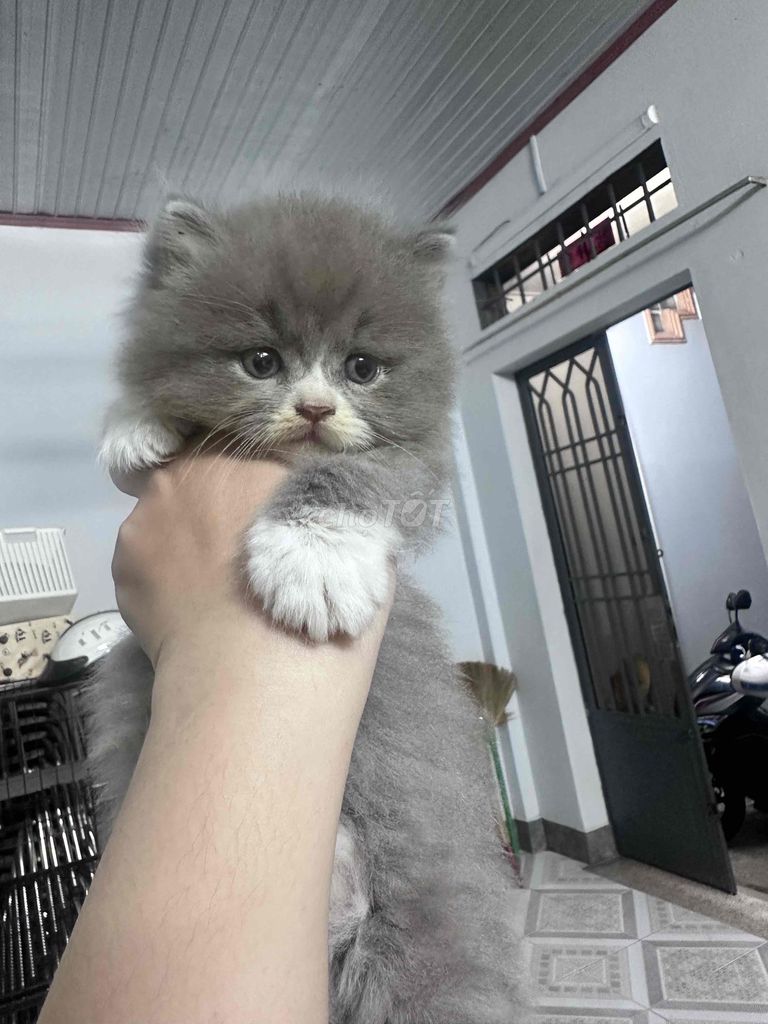 Mèo Anh lông dài bicolor. Mua bán Mèo tại Thành phố Biên Hòa Đồng Nai được đăng bởi Đào Võ hình 1