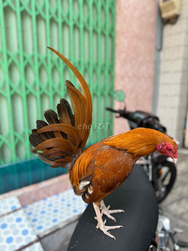 Gà chọi Khét mỹ simon 6 tháng. Mua bán Gà tại Quận 8 Tp Hồ Chí Minh được đăng bởi Tấn Sang hình 1