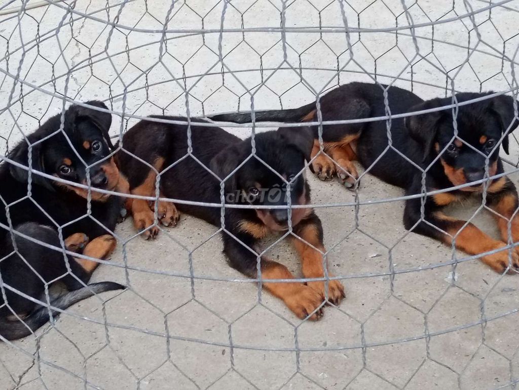 Chó Rottweiler VL. Mua bán Chó tại Thành phố Vĩnh Long Vĩnh Long được đăng bởi Nhân Rottweiler  hình 1