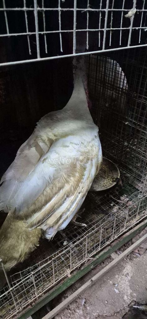 Gia cầm Trắng 6-7kg Chân hơi yếu. Mua bán Gà tại Thành phố Thủ Đức Tp Hồ Chí Minh được đăng bởi Gà Cảnh Bình Dương hình 1