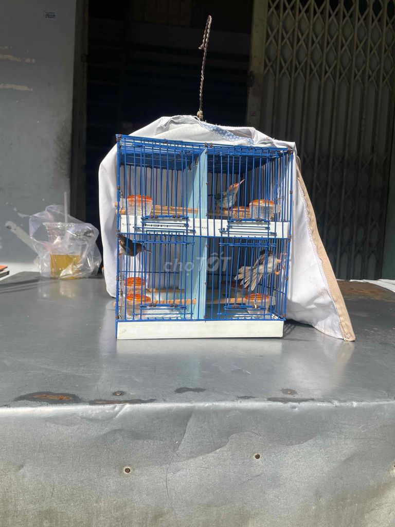 chim sâu đầu đỏ trống mái. Mua bán Chim tại Quận Tân Phú Tp Hồ Chí Minh được đăng bởi bim bim  hình 1
