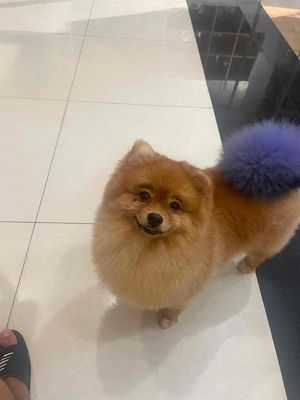 Fur Thé Petsalon