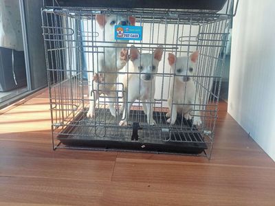 Chihuahua 3 cái. Mua bán Chó tại Thành phố Thủ Đức Tp Hồ Chí Minh được đăng bởi Nam